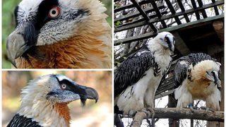 Щастливият брак на брадатите лешояди