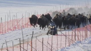 Видео: След 100 години дивите <span class="highlight">бизони</span> се върнаха в Аляска
