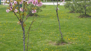 Празник на японската <span class="highlight">вишна</span>