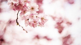 Фотогалерия: Цъфнали вишни обагриха в розово гробище в Копенхаген