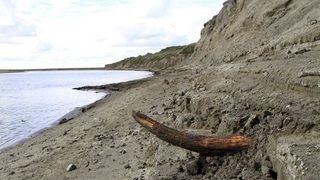 Мамутите са измрели самотни на арктически остров