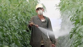 Природозащитници се обявиха срещу извънредното изгаряне на пестициди без обществени поръчки