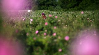 Фотогалерия: Прибирането на розата преди да се превърне в ароматно масло