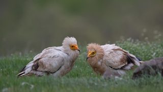 Камера в гнездото: Как расте новоизлюпено египетско лешоядче
