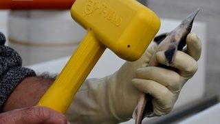 Фотогалерия: Къде са есетрите в Деня на река Дунав