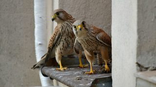 Колко са важни дивите съседи в града