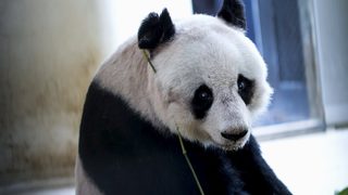 Фотогалерия: Най-възрастната панда в плен гони световен рекорд