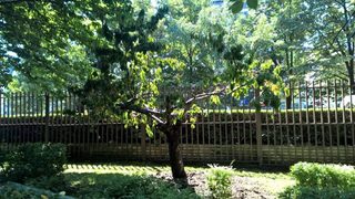 Наемател в хотел "Маринела": Не сме унищожили вишната, съхранихме я