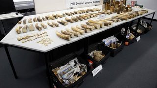 Видео: Швейцария залови рекордните 262 кг слонова кост