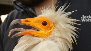 През очите на египетските лешояди Борис и Джени