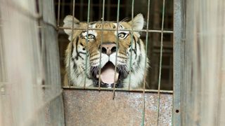 Последният български цирков тигър замина за новия си дом в Германия
