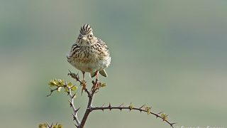 Природата в България
