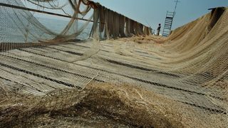 Видео: Къде е рибата в Черно море