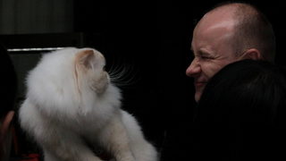 Котки