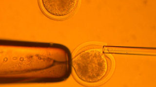 Методът за редакция на гени CRISPR може да се тества на хора
