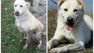 Потребителска фотогалерия: Парченца щастие! Спасените улични герои!