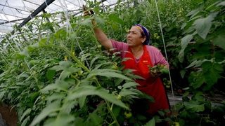 За "Градините на "Билла" работят 2000 души на сезон