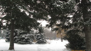 Зимна красота