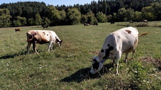 Народното събрание прие промените в Закона за ветеринарномедицинската дейност