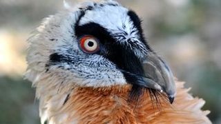 Единствените брадати лешояди в България имат яйце, половин век след изчезването на вида