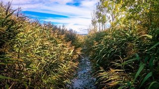 Защо му трябва на едно <span class="highlight">блато</span> пътека