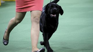 Лабрадор ритривър е любимото куче в САЩ за 25-а поредна година