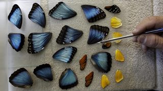 Фотогалерия: <span class="highlight">Бижутерия</span> от тропическите градини край Амазонка