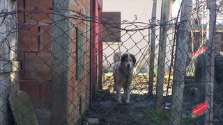 Домашно женско куче откри бебета чакали в гората и ги занесе вкъщи