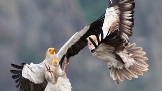За най-бързо изчезващата хищна птица в Европа в Деня на птиците