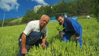 Мурсалският чай може да стане печеливш бизнес, смята фермер от Смолян