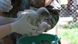 Фотогалерия: В дома на едномесечния <span class="highlight">брадат</span> <span class="highlight">лешояд</span>