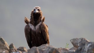 Лешояди под тепетата в Пловдив за Деня на Европа