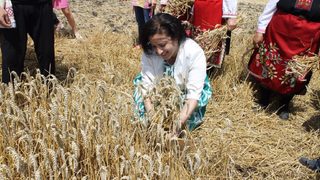 Очаква се добра реколта от пшеница и ечемик