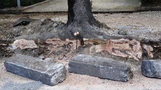 Ремонтът на бул. "Витоша" е засегнал корените на много дървета
