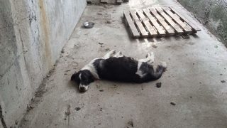 Прокуратурата проверява приют за <span class="highlight">кучета</span> след сигнали за жестоко отношение