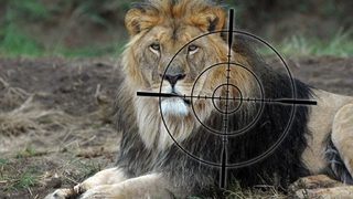Над половин милион подкрепят петиция срещу лова на питомни лъвове