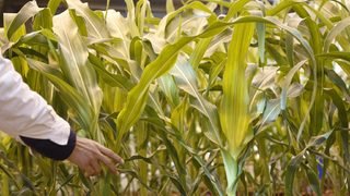 Учени развенчаха тезата, че "повече CO2 е добре за растенията"