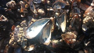 Черните миди и рапаните намаляват в Черно море