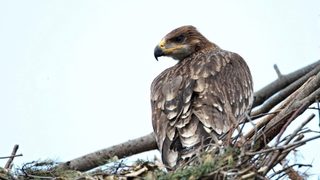 Царските орли са с рекордно ниска смъртност през 2016 г.
