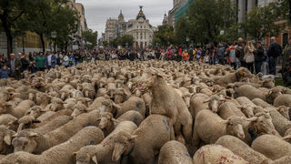 Фотогалерия: 1000 овце преминаха през центъра на Мадрид