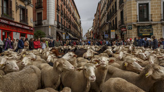 Фотогалерия: 1000 овце преминаха през центъра на Мадрид