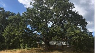 Дъб на 638 години в село Насалевци е победителят в "Дърво с корен 2016"