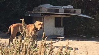 Двама души отиват на съд за отглеждането на бойни кучета в Пловдив