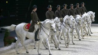 Фотогалерия: Красота и изящество с името Липицанер