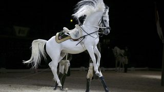 Фотогалерия: Красота и изящество с името Липицанер