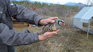 50 кеклика полетяха на свобода във Врачанския Балкан