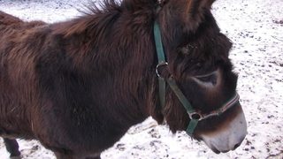Животът през зимата