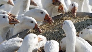 Птичият грип отново поставя на изпитание производството на <span class="highlight">гъши</span> <span class="highlight">дроб</span> във Франция