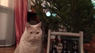 Най-верният страж