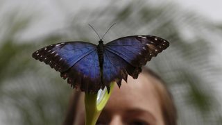 Фотогалерия: На гости на сензационните пеперуди